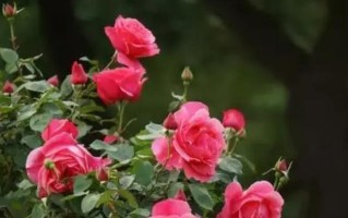 勤劳花语——以向日葵为例（用花语传递坚韧不拔的力量）