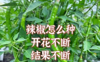 从开花到结果，辣椒的生长周期（了解辣椒生长的关键节点）