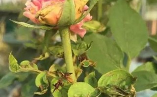 月季花叶虫的防治方法（有效控制月季花叶虫，让您的花园焕发生机）