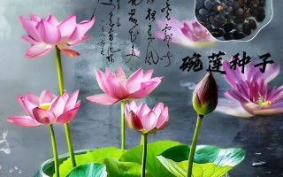 莲花种子种植详解（从选种到成花，打造美丽莲池）