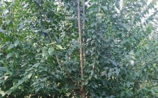 如何选择最佳种植时间——腊梅之谜（从天气到土壤，全面解析腊梅生长需要的条件）