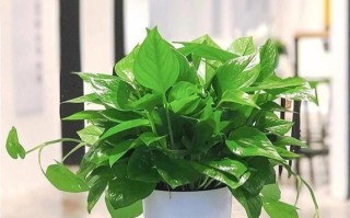 大绿萝养殖指南（从光照、温度到病虫害，打造健康美丽的大绿萝）