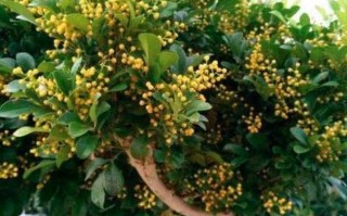米兰花，芬芳之源（探寻米兰花的神秘面纱，揭开它迷人的香气诉说）