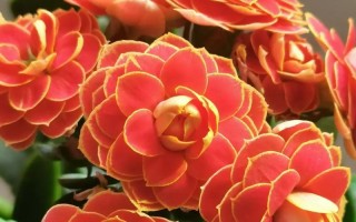 花卉吉祥好运之花（探寻花卉中的吉祥象征与寓意）