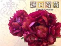 家庭芍药栽培指南（从选址到施肥，轻松打造健康芍药园）