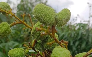 榴莲树几年结果实的奥秘（探秘榴莲树果实成熟的时间和原因）