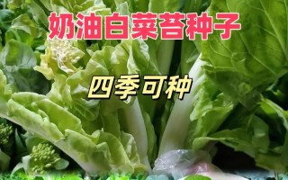 大白菜收获的最佳时间（几月份收获最好？如何确定收获时间？）