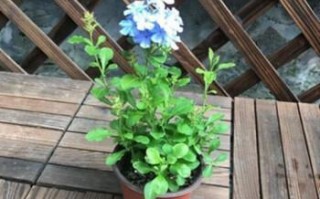 阳台耐热花卉大全（15种适合阳台的耐热花卉推荐）