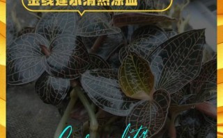 金线莲养护指南（打造美丽庭院的秘密之花——金线莲）