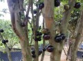 嘉宝果为何在冬天掉叶子（探究嘉宝果冬季掉叶现象及解决方法）