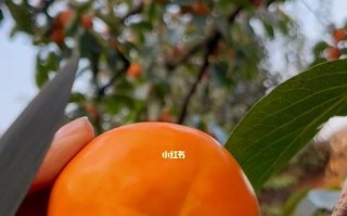 脆柿成熟的季节（秋季果实丰硕，赏味正当时）