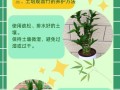 冬天观音竹叶子干了怎么办？（保护观音竹叶子的方法与注意事项）
