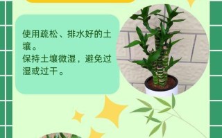 冬天观音竹叶子干了怎么办？（保护观音竹叶子的方法与注意事项）