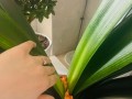 以君子兰如何上盆后怎么养（君子兰养护全攻略，从上盆到养护一网打尽）