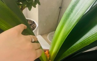 以君子兰如何上盆后怎么养（君子兰养护全攻略，从上盆到养护一网打尽）