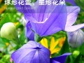 桔梗的养殖技巧（掌握关键诀窍，让桔梗茁壮成长）