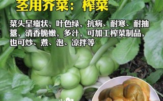儿菜与大头菜的区别解析（探究儿菜与大头菜是否同一种蔬菜）
