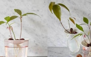 水培芒果种子的种植方法（如何在家中种植芒果？水培技巧全解析）