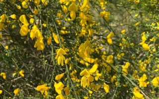 常见灌木花卉及其养护技巧（了解这些花卉，打造美丽花园）