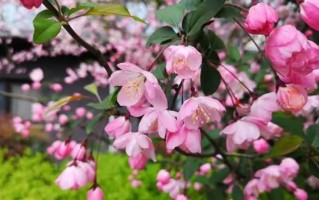 海棠花开，春暖花开（春天的美景，让人心旷神怡）