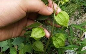 灯笼草与灯笼果的异同（揭开灯笼草和灯笼果的神秘面纱）