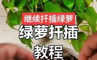 紫叶绿萝种植指南（掌握紫叶绿萝的种植技巧，打造室内绿色植物天堂）