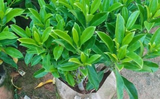 非洲茉莉高温养护指南（高温环境下如何正确养护非洲茉莉）