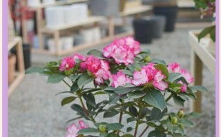 杜鹃花的养护指南（室内杜鹃的养殖技巧与注意事项）