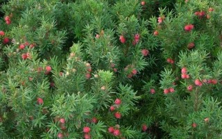 红豆采摘季节详解（红豆成熟期、采摘时间、保存方法一网打尽）