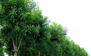 国槐的生长特性和生长环境条件（探寻国槐的优势及适宜种植环境）