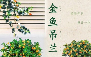 金鱼吊兰花期全面养护指南（如何管理金鱼吊兰花期，让其长势喜人？）