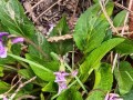 紫花地丁的种植技巧（掌握紫花地丁的生长要领，打造美丽花园）