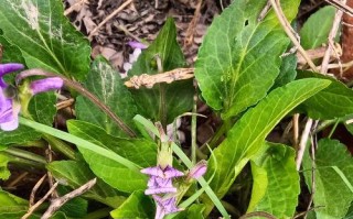 紫花地丁的种植技巧（掌握紫花地丁的生长要领，打造美丽花园）