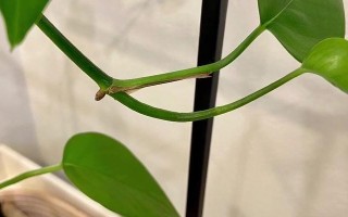 空气凤梨的冬季养护（冻死可能性、养护技巧与注意事项）