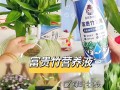 如何正确浇水养护富贵竹（掌握正确的浇水方法，让富贵竹更健康）