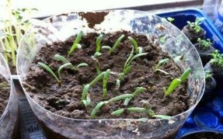 勿忘我种子怎么种植（育苗、播种与管理）