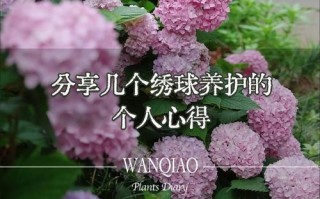 盆栽花的科学施肥法（轻松养护，让盆栽花持续绽放）