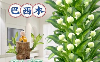 巴西木能养多久？——挖掘巴西木长寿之谜（探寻巴西木的生命周期及其关键生长因素）