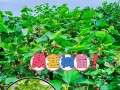 家庭园艺（在家里也能种植桑树，享受桑蚕丝的甜美收获）