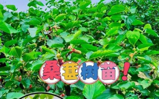 家庭园艺（在家里也能种植桑树，享受桑蚕丝的甜美收获）