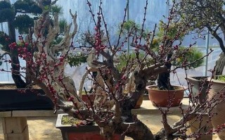 红爪养护大全（掌握红爪的关键养护技巧，让你的爪子更美丽健康）