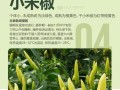 菜椒的种植与管理技巧（菜椒种植的最佳时间以及注意事项）