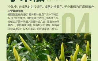 菜椒的种植与管理技巧（菜椒种植的最佳时间以及注意事项）