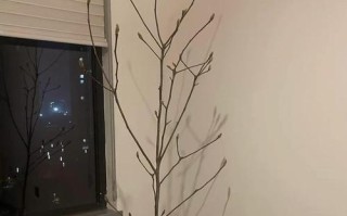 白玉兰树的养植方法（打造花园中的绝美之选）