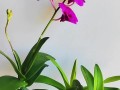 石斛的花期和生长环境（探秘石斛的生长条件及花期规律）