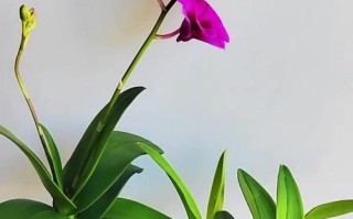 石斛的花期和生长环境（探秘石斛的生长条件及花期规律）