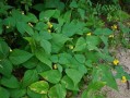 绿豆是单子叶植物吗？——探究绿豆的植物分类（解析绿豆的结构与特征，揭秘其真正的植物分类）