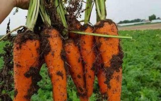 如何选择大红萝卜种植的最佳时间？（掌握关键时机，助力萝卜生长）