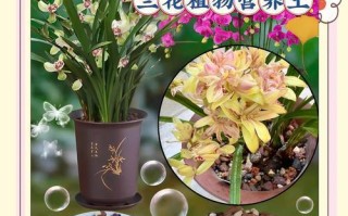 如何正确配制兰花专用营养土（营养土配制方法及关键要素）