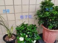 米兰花的繁殖方法与注意事项（轻松掌握繁殖技巧，让你家中充满绿色生机）